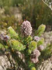 Serruria brownii