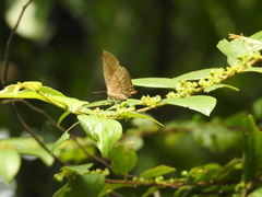 Arhopala centaurus