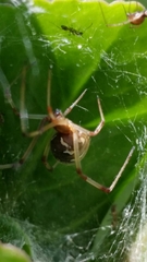 Latrodectus geometricus