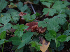 Macrocystidia cucumis