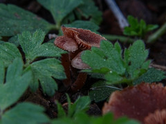 Macrocystidia cucumis
