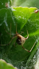 Latrodectus geometricus