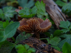 Macrocystidia cucumis