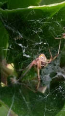 Latrodectus geometricus