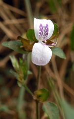 Hypoestes triflora