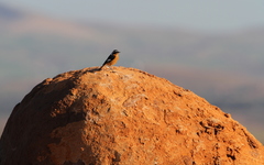 Phoenicurus moussieri