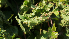 Daktulosphaira vitifoliae