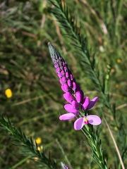 Comesperma virgatum