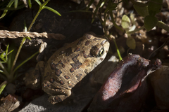 Vandijkophrynus angusticeps