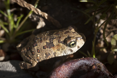 Vandijkophrynus angusticeps