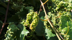 Daktulosphaira vitifoliae