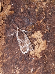 Agonopterix hypericella
