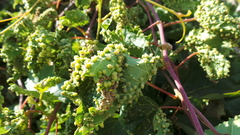 Daktulosphaira vitifoliae