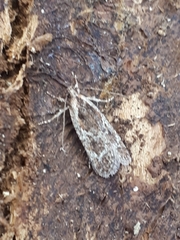 Agonopterix hypericella