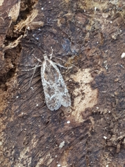 Agonopterix hypericella