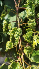 Daktulosphaira vitifoliae