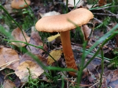 Cortinarius rubellus
