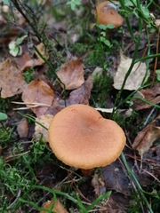 Cortinarius rubellus