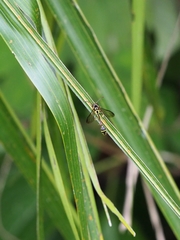 Eustenogaster micans