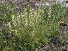 Pedicularis contorta