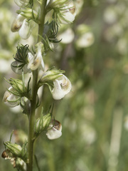 Pedicularis contorta