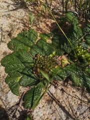 Arctopus dregei
