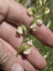 Pedicularis contorta