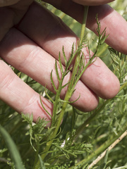 Pedicularis contorta