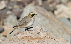 Eremophila alpestris atlas