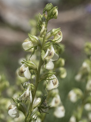 Pedicularis contorta