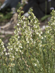 Pedicularis contorta