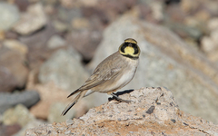 Eremophila alpestris atlas