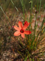 Ixia tenuifolia