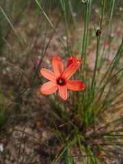 Ixia tenuifolia