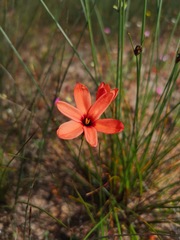 Ixia tenuifolia