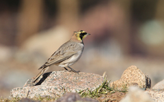 Eremophila alpestris atlas