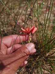Ixia tenuifolia
