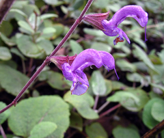 Salvia beckeri