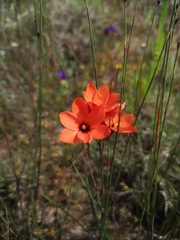 Ixia tenuifolia