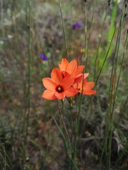 Ixia tenuifolia