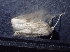 Luperina testacea