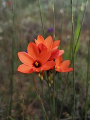 Ixia tenuifolia