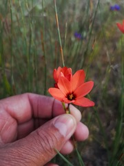 Ixia tenuifolia