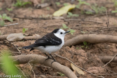 Fluvicola albiventer