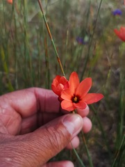 Ixia tenuifolia
