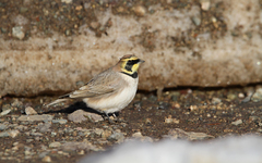 Eremophila alpestris atlas