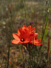 Ixia tenuifolia