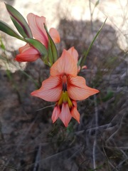 Gladiolus meliusculus