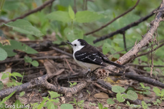 Fluvicola albiventer