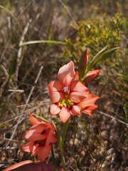 Gladiolus meliusculus